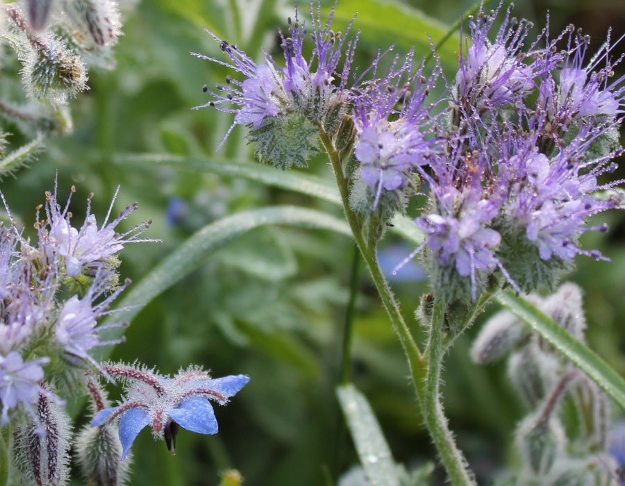 Blühende Lila Blüte des Borretsch auf dem Feld