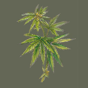 Illustration Hanfpflanze auf dunkelgrünem Hintergrund