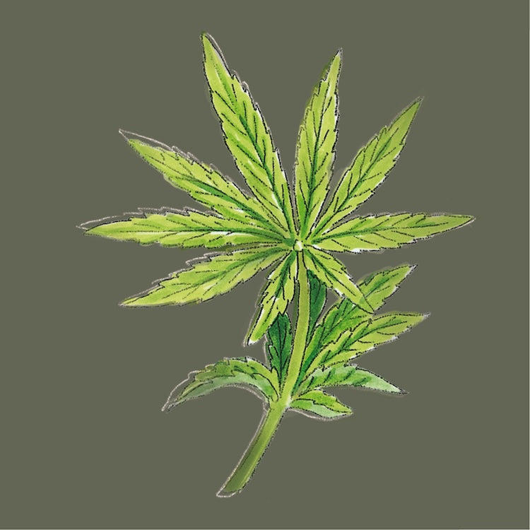 llustration eines Hanfblatts für die Produktkennzeichnung der Hanfprodukte der Ölmühle Garting.