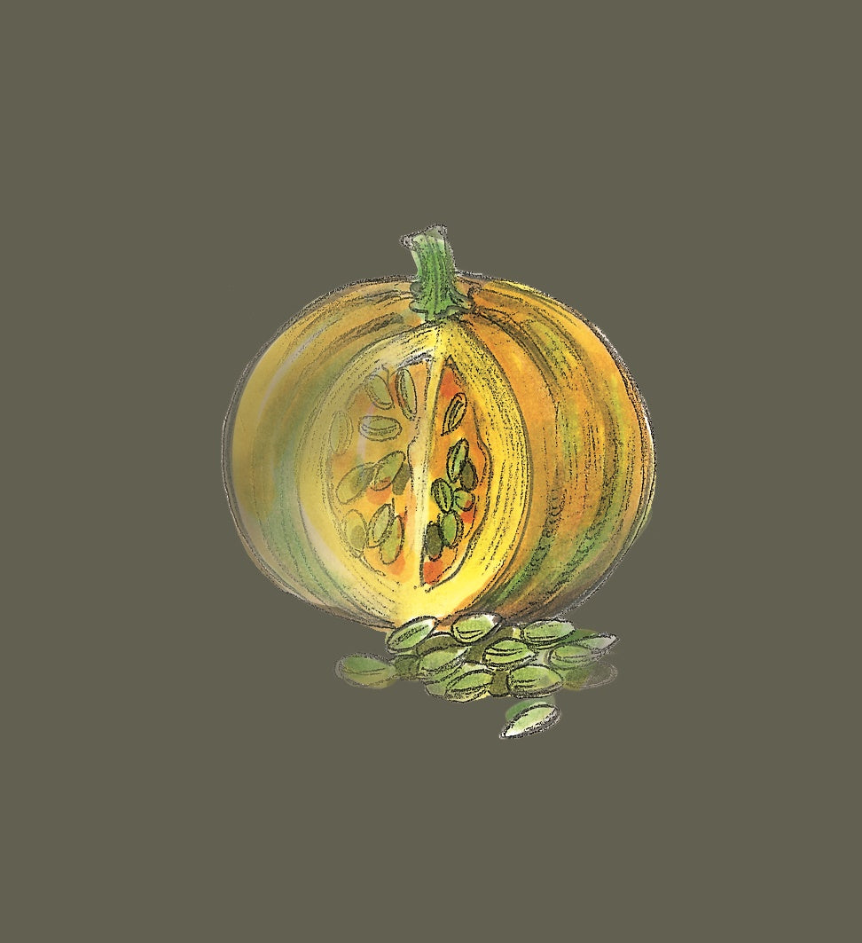 Illustration eines aufgeschnittenen Kürbisses mit Kürbiskernen