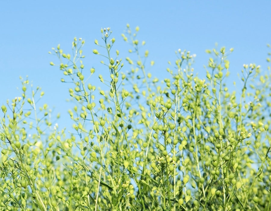 Leindotterfeld mit Samen vor hellblauem Himmel
