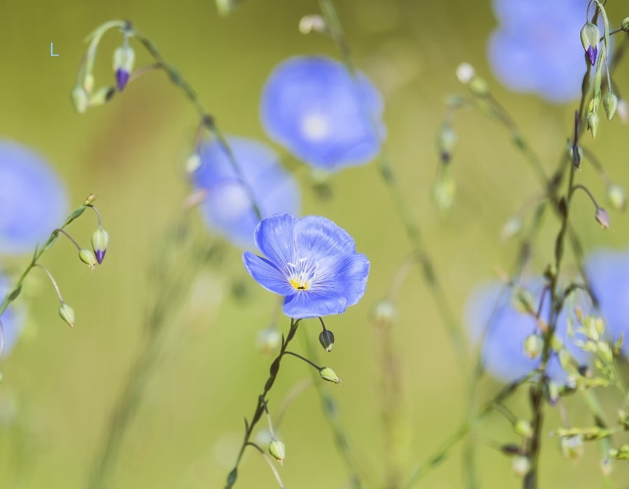 Leinfeld in der Blüte, blaue Leinblüte im Vordergrund