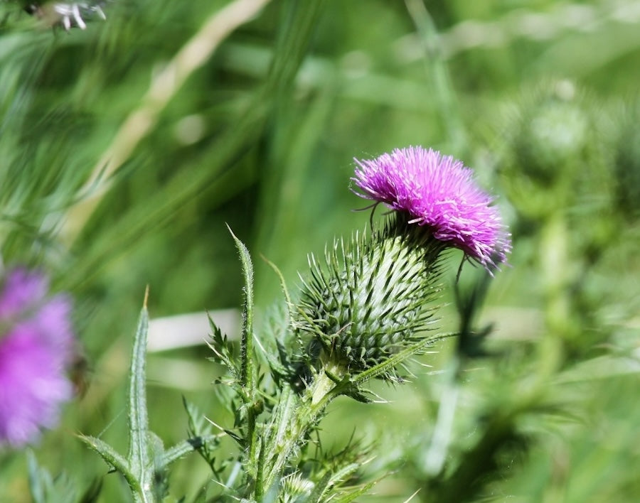 Mariendistel in der Blüte auf dem Feld