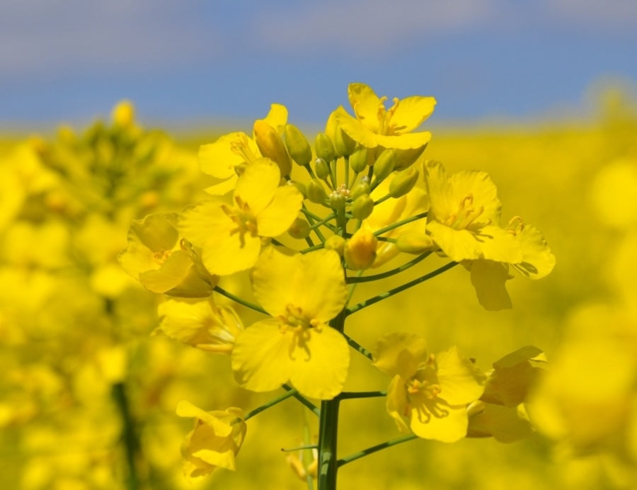 Rapsfeld in der Blüte vor hellblauem Hintergrund