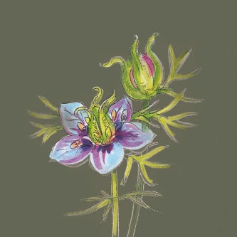 Illustration einer blühenden Schwarzkümmelpflanze (Nigella sativa) mit Blüte und Samenkapsel.