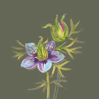 Illustration der blühenden Schwarzkümmelpflanze (Nigella sativa) mit Blüte und Samenkapseln.