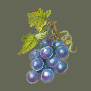Illustration einer blauen Weintraube mit grünen Weinblättern