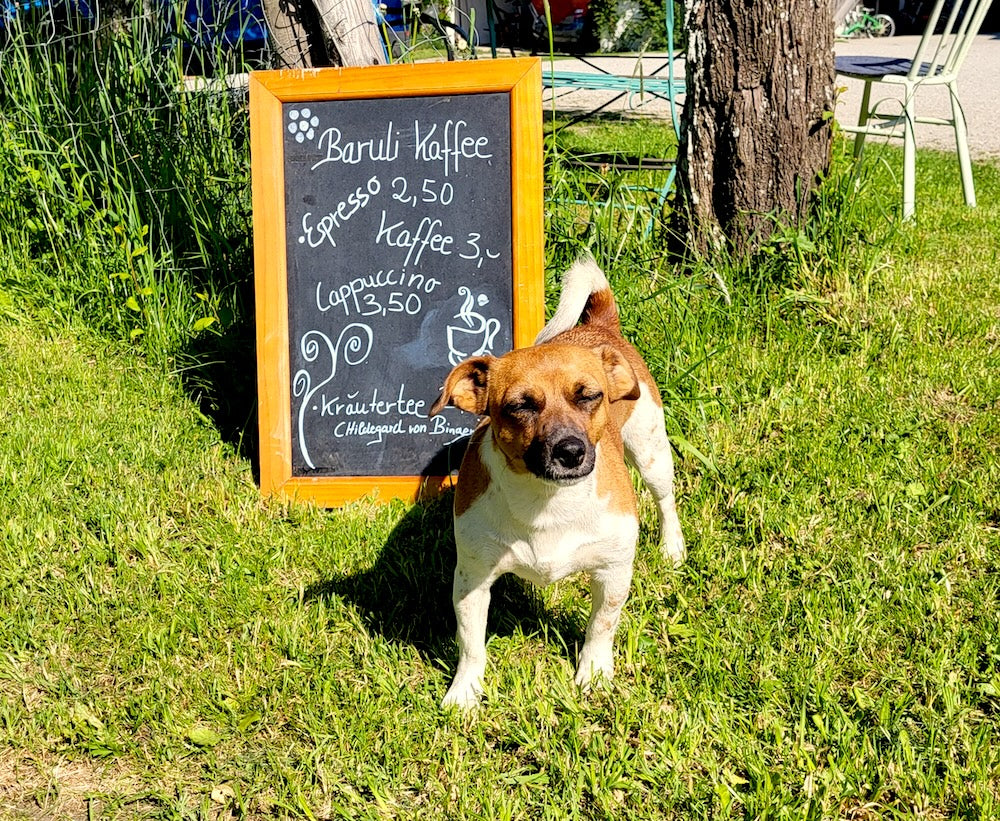 Hund auf einer grünen Wiese, im Hintergrund eine Tafel mit Angeboten
