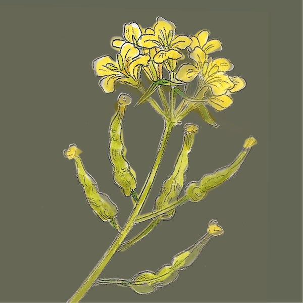 Illustration einer blühenden Senfpflanze mit gelben Blüten und grünen Samenschoten.