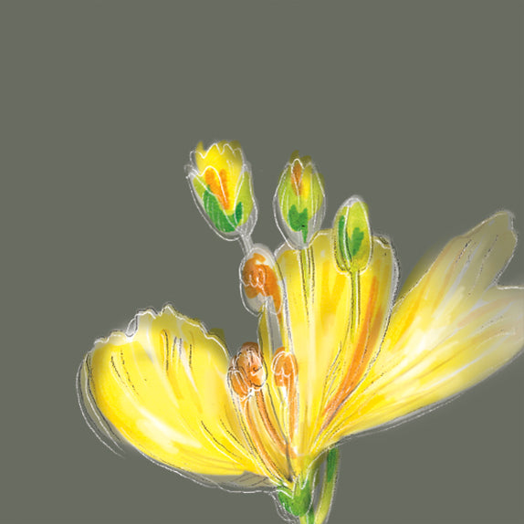 Gelbe Rapsblüte auf pastellgrünem Hintergrund, als Illustration für die Speiseöl-Kategorie der Ölmühle Garting.