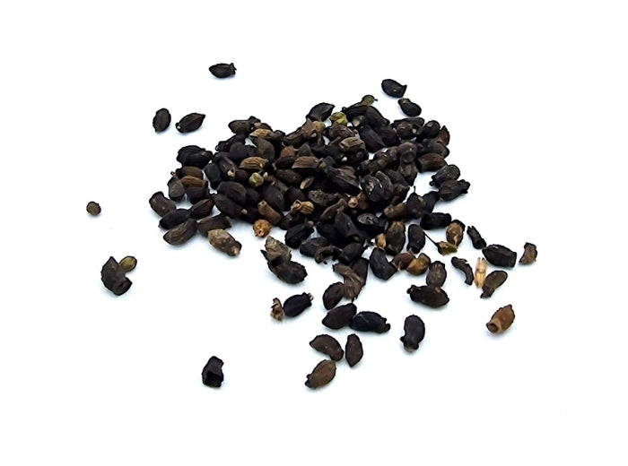 Borretschsamen schwarz auf weißem Hintergrund